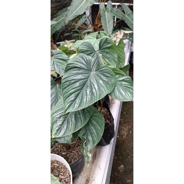 philodendron plowmani