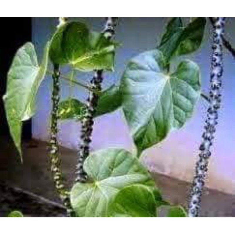 

jual batrawali segar 500grm