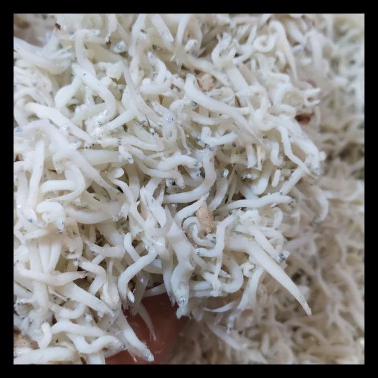 

NEW! IKAN ASIN TERI NASI MEDAN KECIL NETTO-1KG PALING MURAH