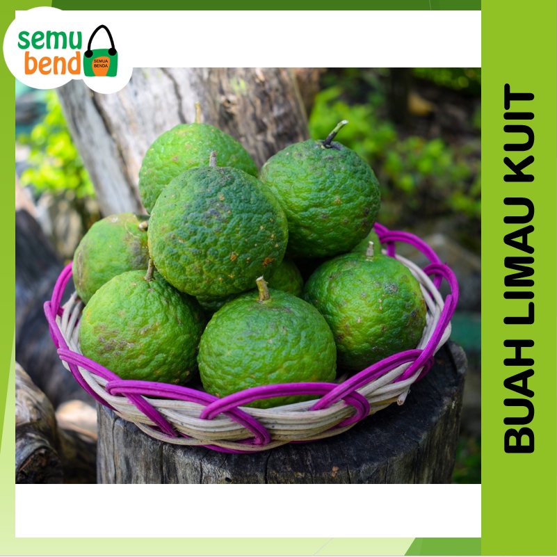 AK5PKY Buah Jeruk Limau Kuit Limo Kuwit Jeruk Sambal