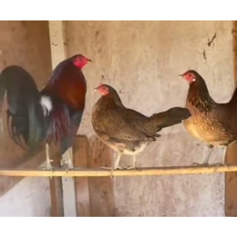 

telur ayam philipin Lieper impor hatch pure line telur fertil untuk di tetaskan