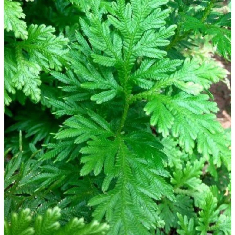

Daun Cakar Ayam Segar 500 Gram