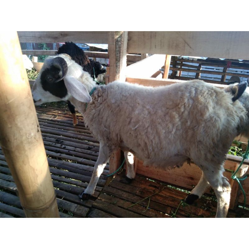 

Domba AQIQAH/QURBAN tipe D