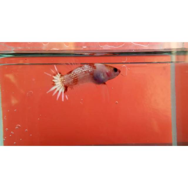 Ikan cupang fccp orange ws