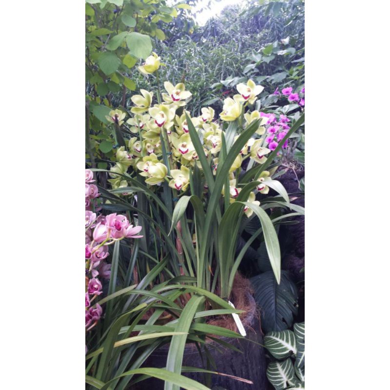 Anggrek cymbidium light green f1 -tanaman hias hidup-bunga hias hidup-tanaman hidup-bunga hidup-bunga anggrek hidup-bunga gantung hidup-tanaman hias asli
