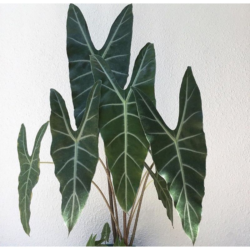 Tanaman Hias Alocasia Longiloba Big Size / Keladi Kelinci Ukuran Besar