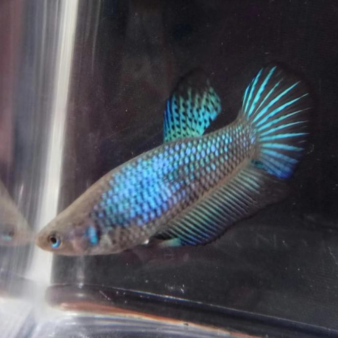Terlaris Cupang Betina Fancy Halfmoon