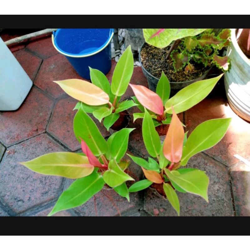 Philodendron Prince of Orange