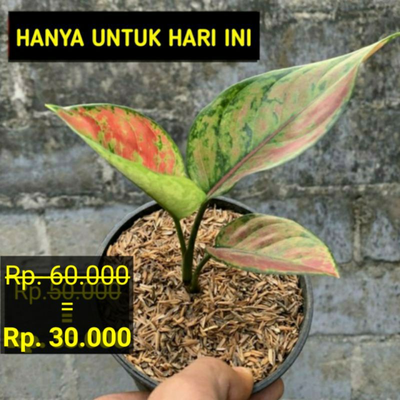 Aglaonema Hengheng || Aglonema hengheng || Aglaonema heng heng || aglonema heng heng