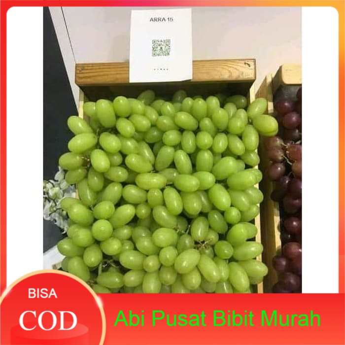 Bibit anggur Import Arra 15 Grafting