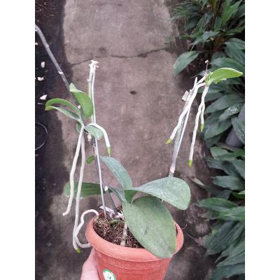 Keikivic -- Hormon Penumbuh Tunas Anggrek