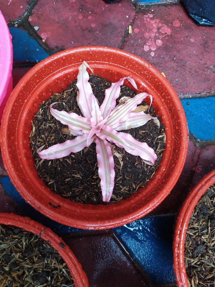 Tanaman Hias Criptantus Pink