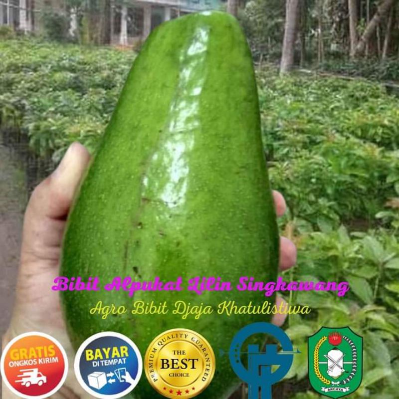 BIBIT ALPUKAT LILIN SINGKAWANG UKURAN 1METER OKULASI UNGGUL