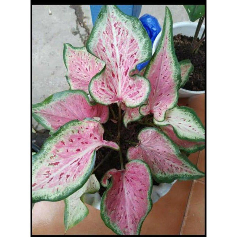 Keladi Pink Ratana