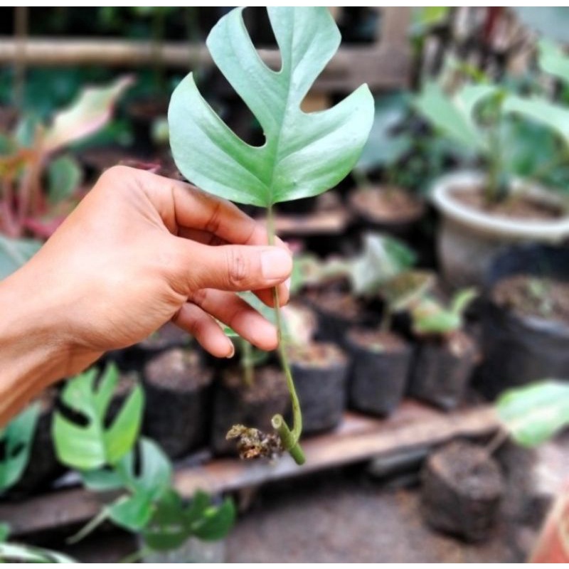tanaman monstera mini tetrasperma/cuting fresh monstera mini/bibit monstera mini