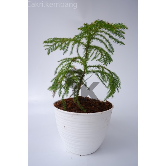 Cemara Pentris (araucaria heterophylla)-norflok- - Tanaman cemara pentris outdoor - cemara norflok p