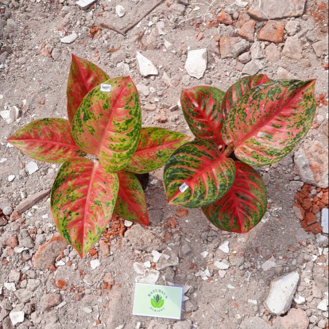 Paket Lelang Aglonema