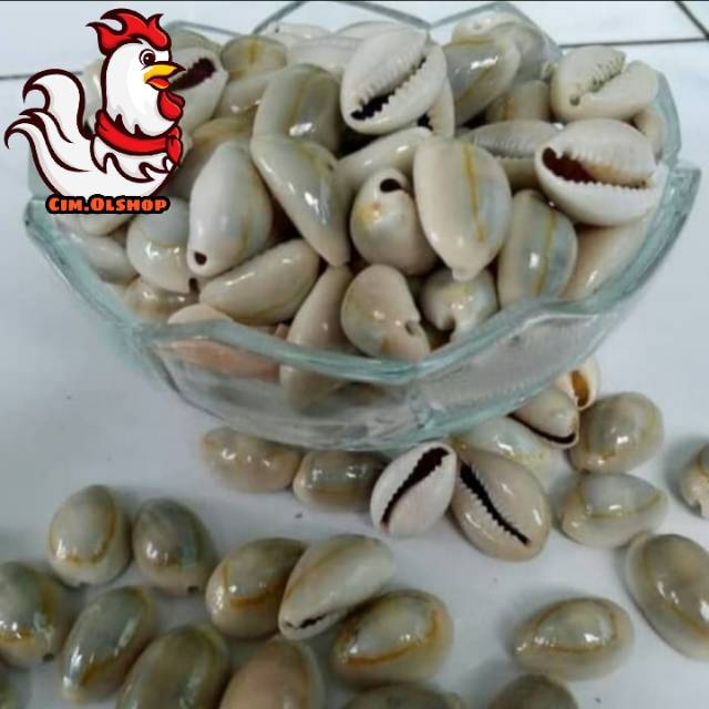 [Promo] Biji Kerang Asli / Biji Congklak / Kuwuk / Biji Bekel