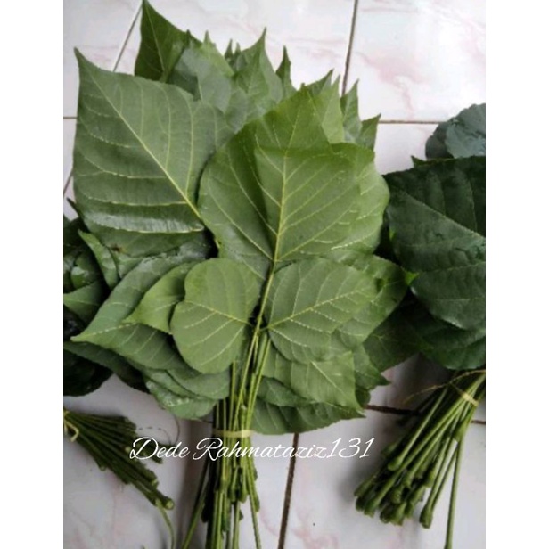 

DAUN DADAP SEGAR 500gr