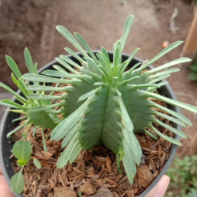 Kaktus sekulen euphorbia