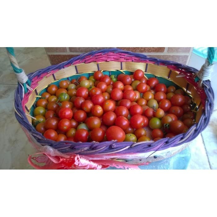 Benih Bibit Biji - Tomat Cherry Chung Rampai Merah Mini Tomato Seeds (Bisa untuk Dataran Rendah - Tinggi)