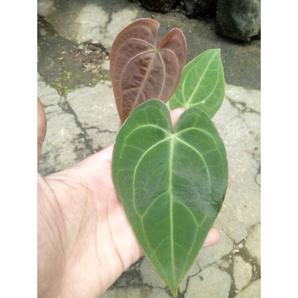 Anthurium magnifikum  verde