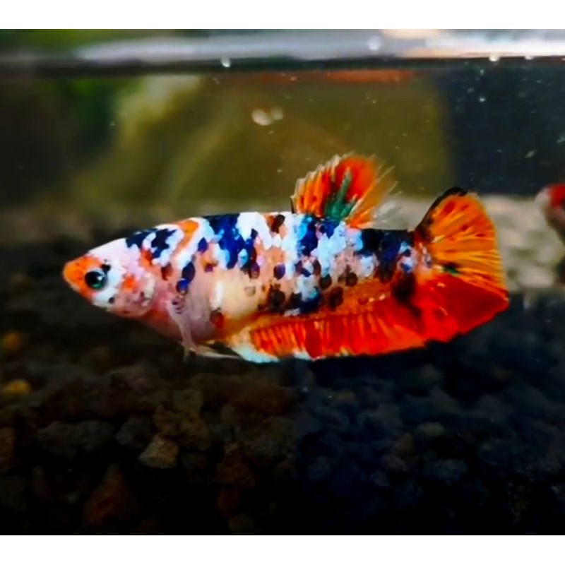 IKAN CUPANG HIAS SEPASANG MULTICOLOUR GALAXY SUNKIS TOP GRADE TERMURAH SE-INDONESIA