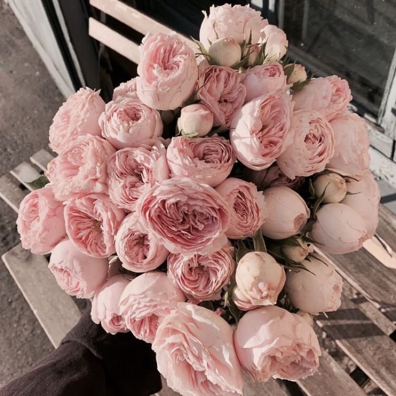 REED DIFFUSER AROMATERAPI RATTAN 50ml STICK BUNGA Taffware HUMI REED DIFFUSER RATTAN STICK-Rose