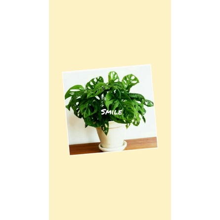 Janda Bolong (4-6 daun)