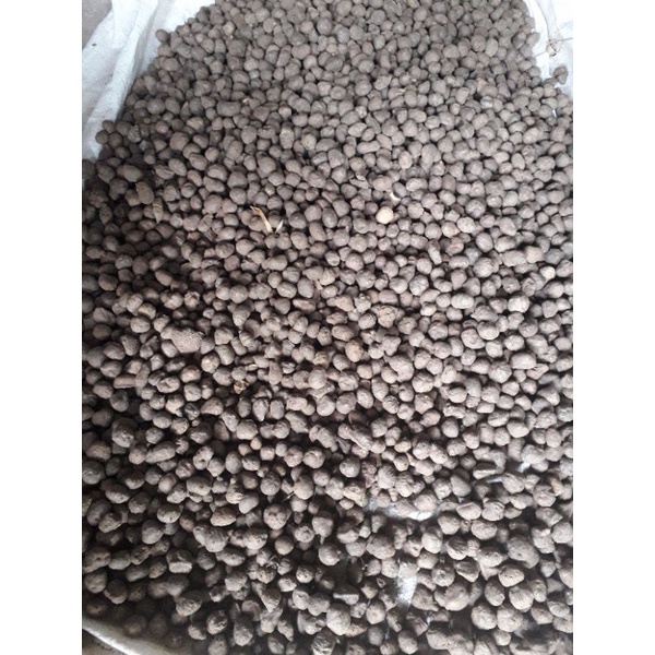 bibit porang katak mini.