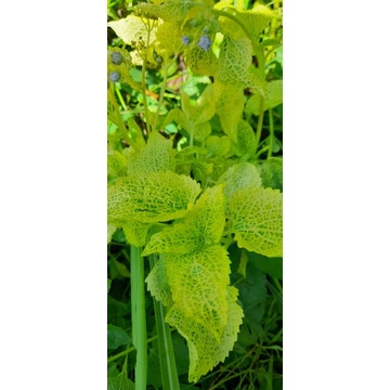 Daun bandoran kuning segar per 300 grm