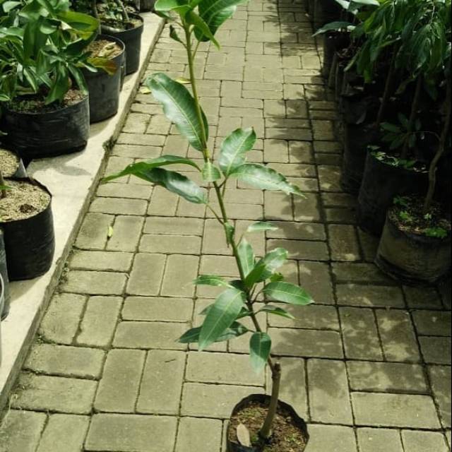 BIBIT MANGGA APUKAT