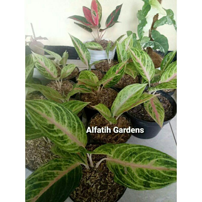 tanaman hias aglonema anjani promo-aglonema anjani-tanaman hias aglo anjani-promo anjani-anjani aglo