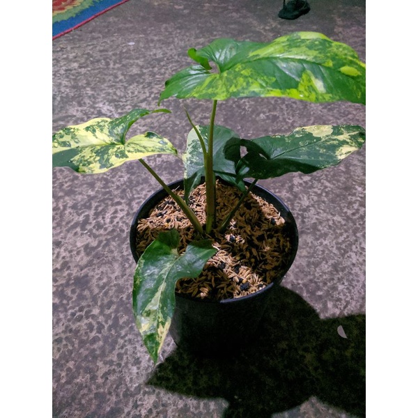Syngonium Yellow Variegata