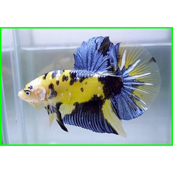 Ikan cupang cello bahanan yellow galaxy dan yellow base PirdaniBettaFish