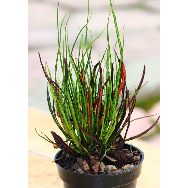 Menyediakan Bibit Puring Rambut Api Tanaman Hias  / Benih/Bibit/Biji