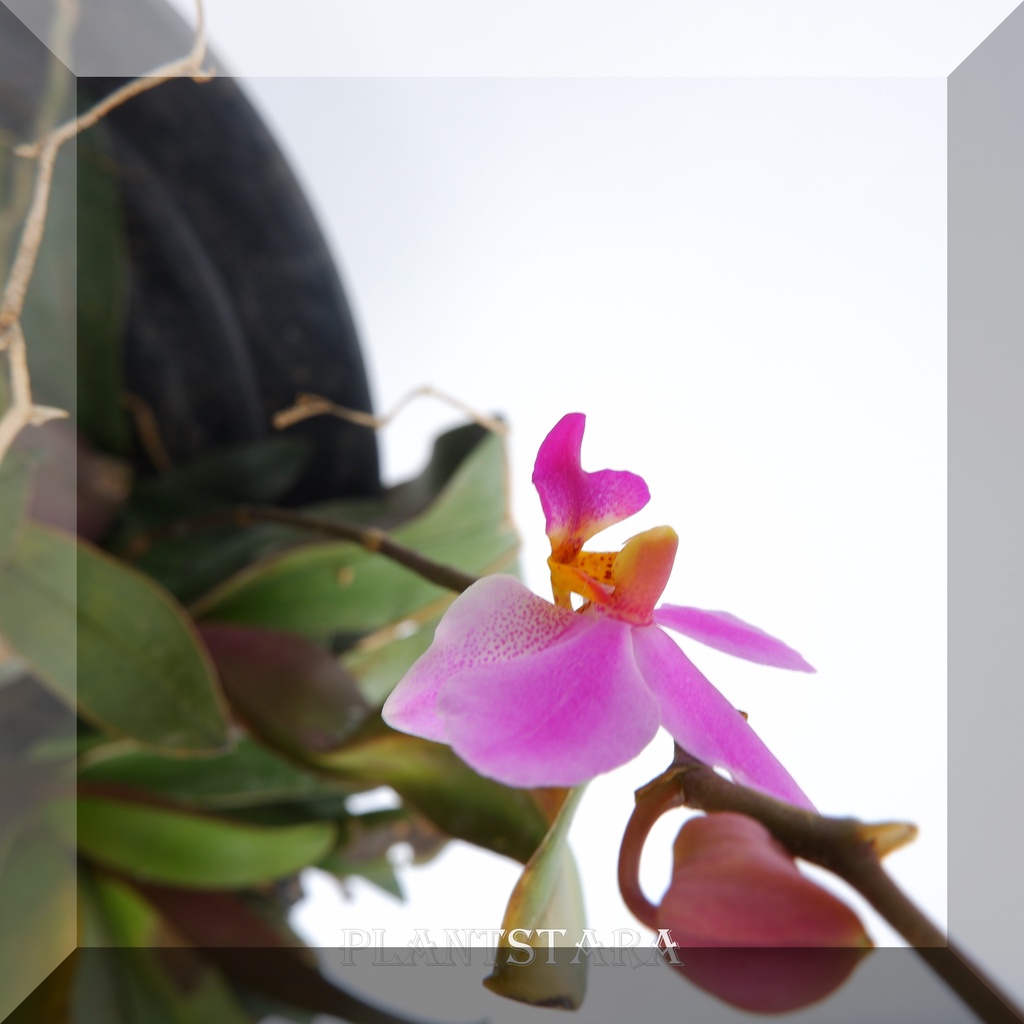 anggrek doritis pulcherima spesies phalaenopsis tanaman hidup bergaransi