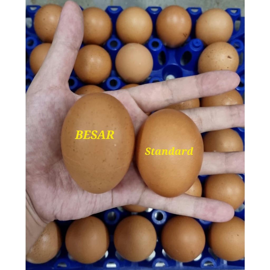 Telur Ayam Negeri Besar Fresh / kg