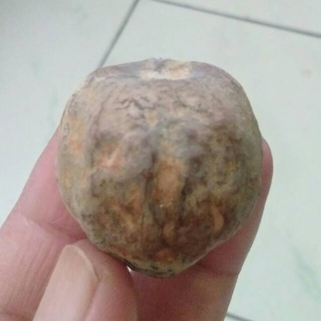 Muncang Adu Jalim Kebo Ori