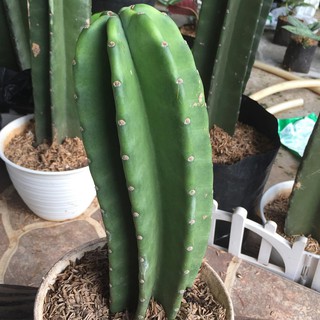  Bibit Tanaman Hias  Cactus Koboi Shopee Indonesia