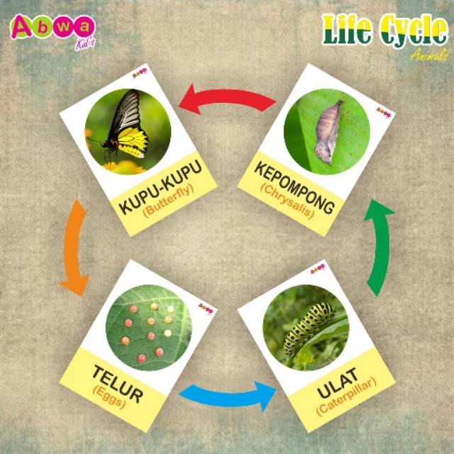 RunKids - Life Cycle Animals, Siklus Hidup Hewan, Flashcard Metamorfosis Hewan