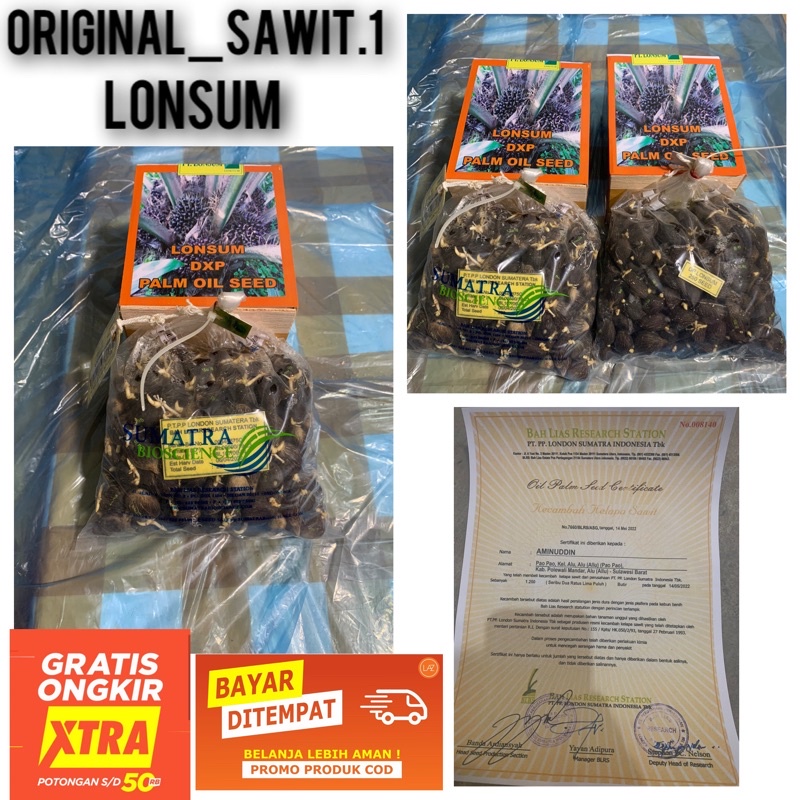 Jual Bibit Kecambah Kelapa Sawit Lonsum Origanal Indonesia Shopee Indonesia