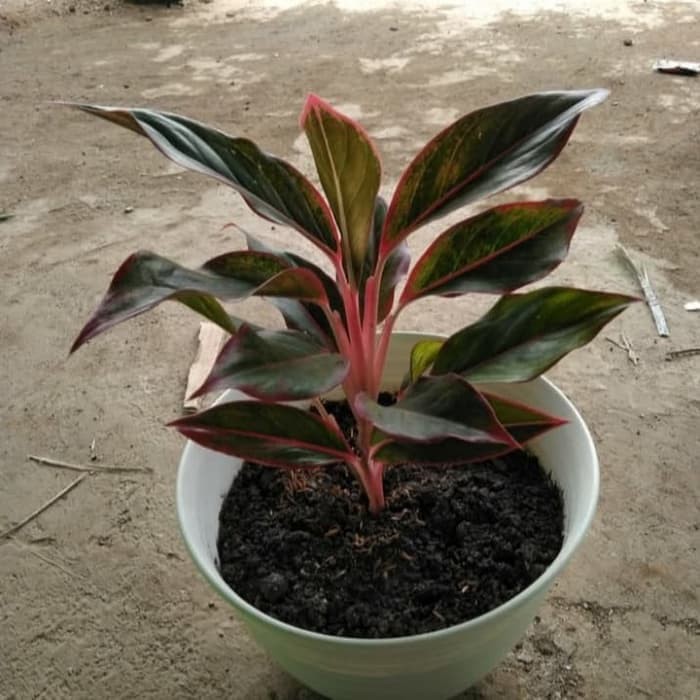 Tanaman Hias Aglonema Red Lipstick  - Pusat Aglonema