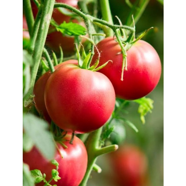 

biji tomato jumbo super murah