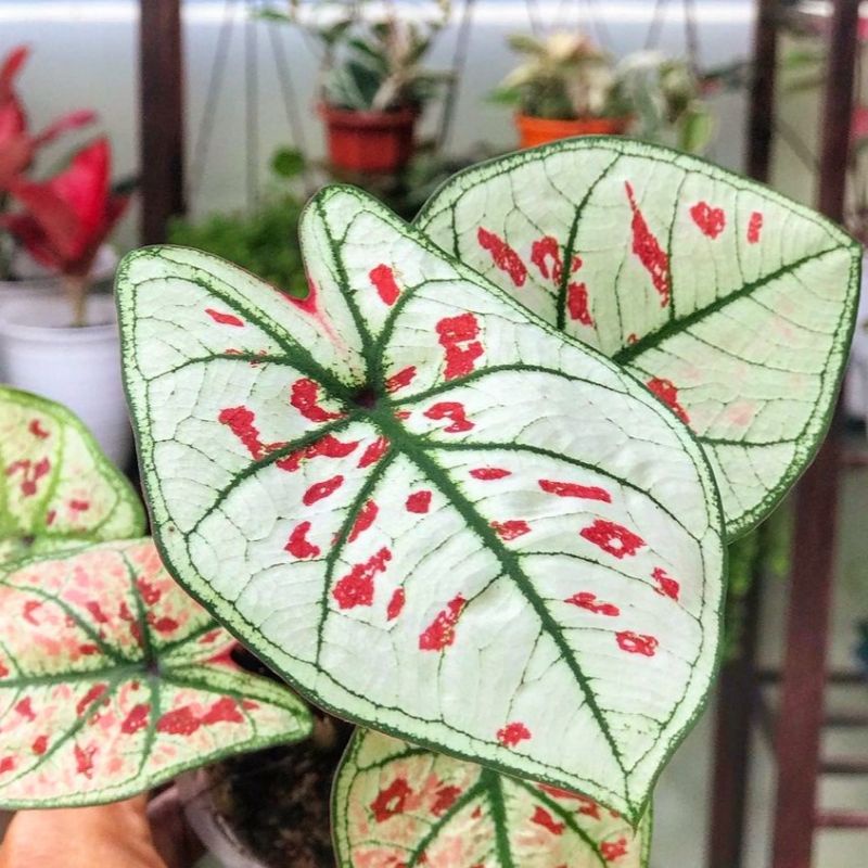Caladium Wonderland / bunga keladi / tanaman hias keladi murah / tanaman keladi hidup / caladium tha