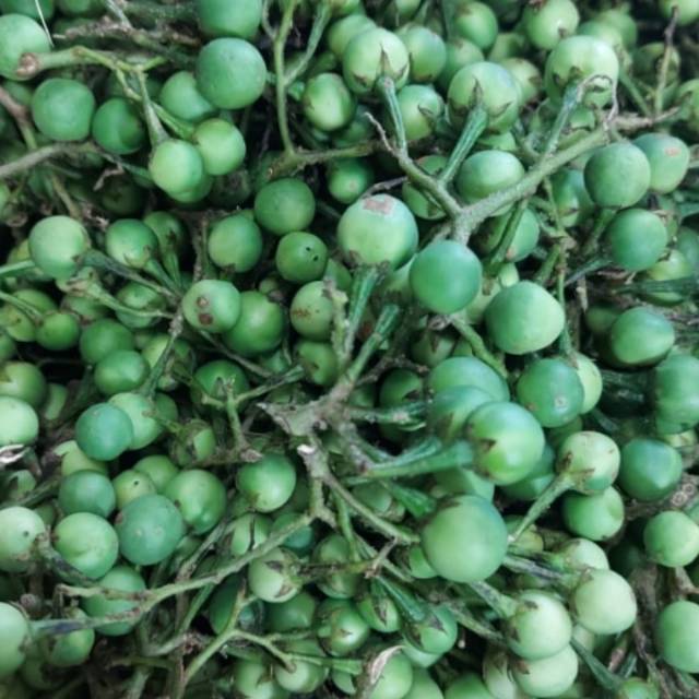 

Rimbang /cengkokak 250gram