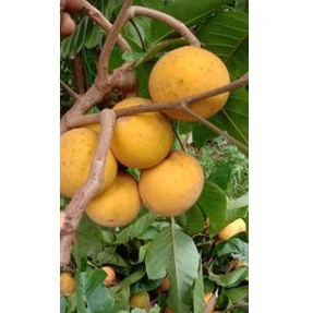 

kecapi kampung 2kg