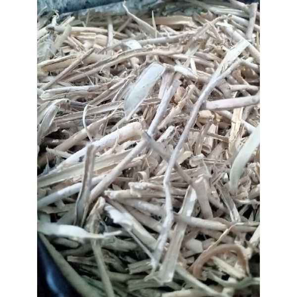 Pulosari / kayu Pulosari 100g