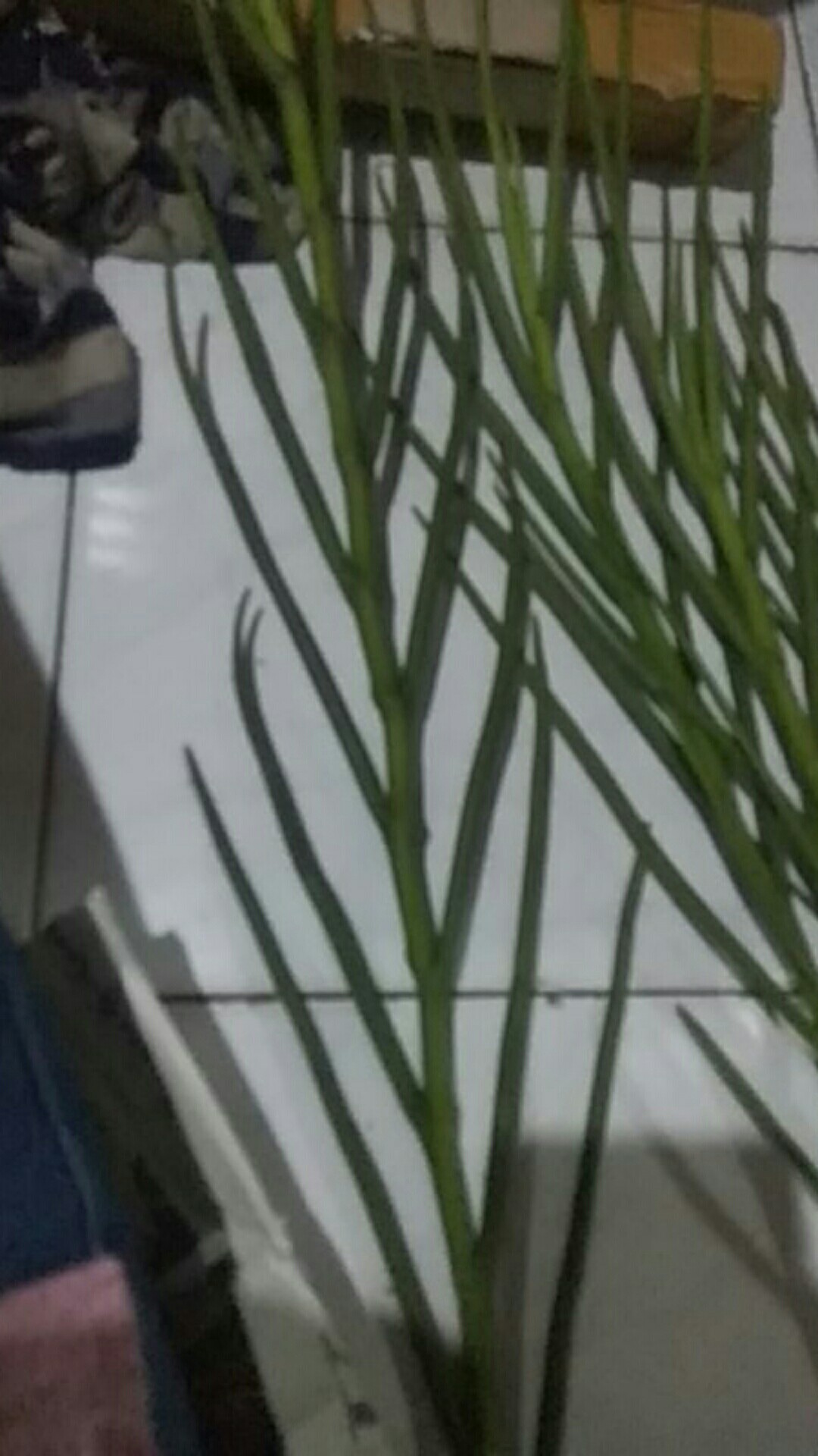 Vanda Douglas Murah (dewasa)