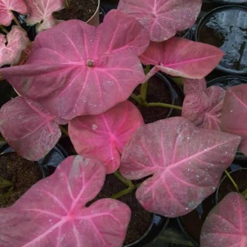caladium pinky boy / caladium thailand / keladi pinky boy / caladium murah